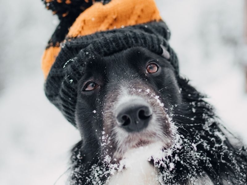 Cuidados com pets no inverno
