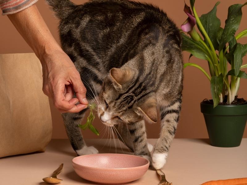 Alimentação saudável para cães