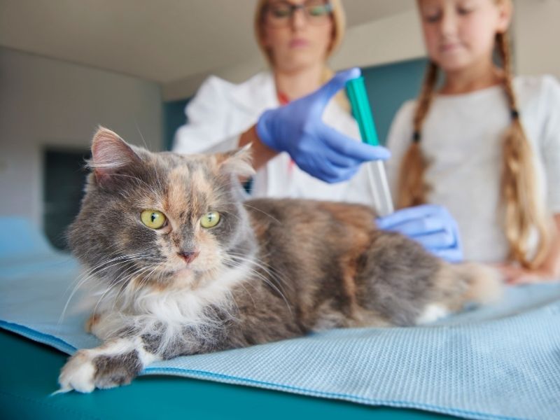 Vacinação em gatos: o que você precisa saber
