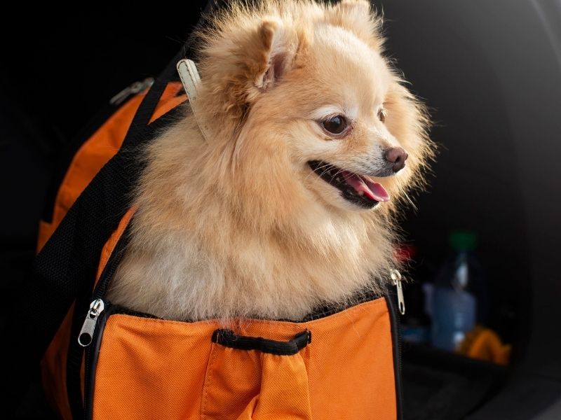 Pet dentro de carro com cinto de segurança especial